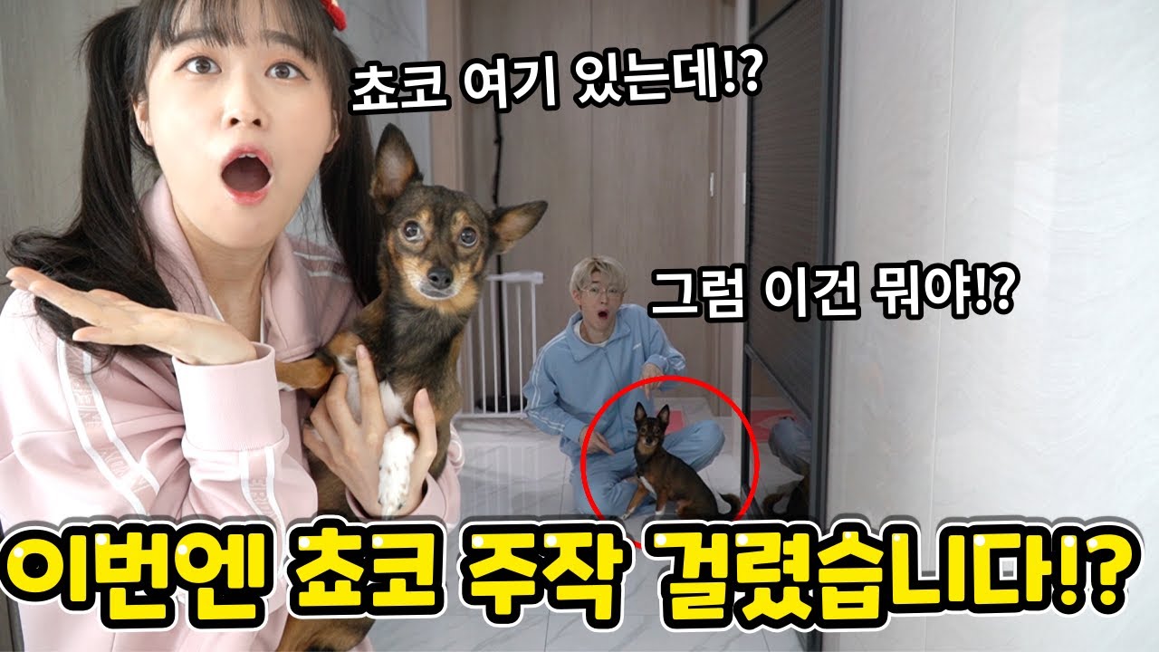 사실 쵸코는 두마리!? 쵸코주작 해명하겠습니다! -백앤아 주작제보 4탄-