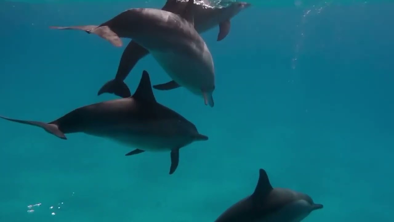 Дельфинотерапия 🐬  Исцеляющие звуки дельфинов -12ЧАСОВ!!!!