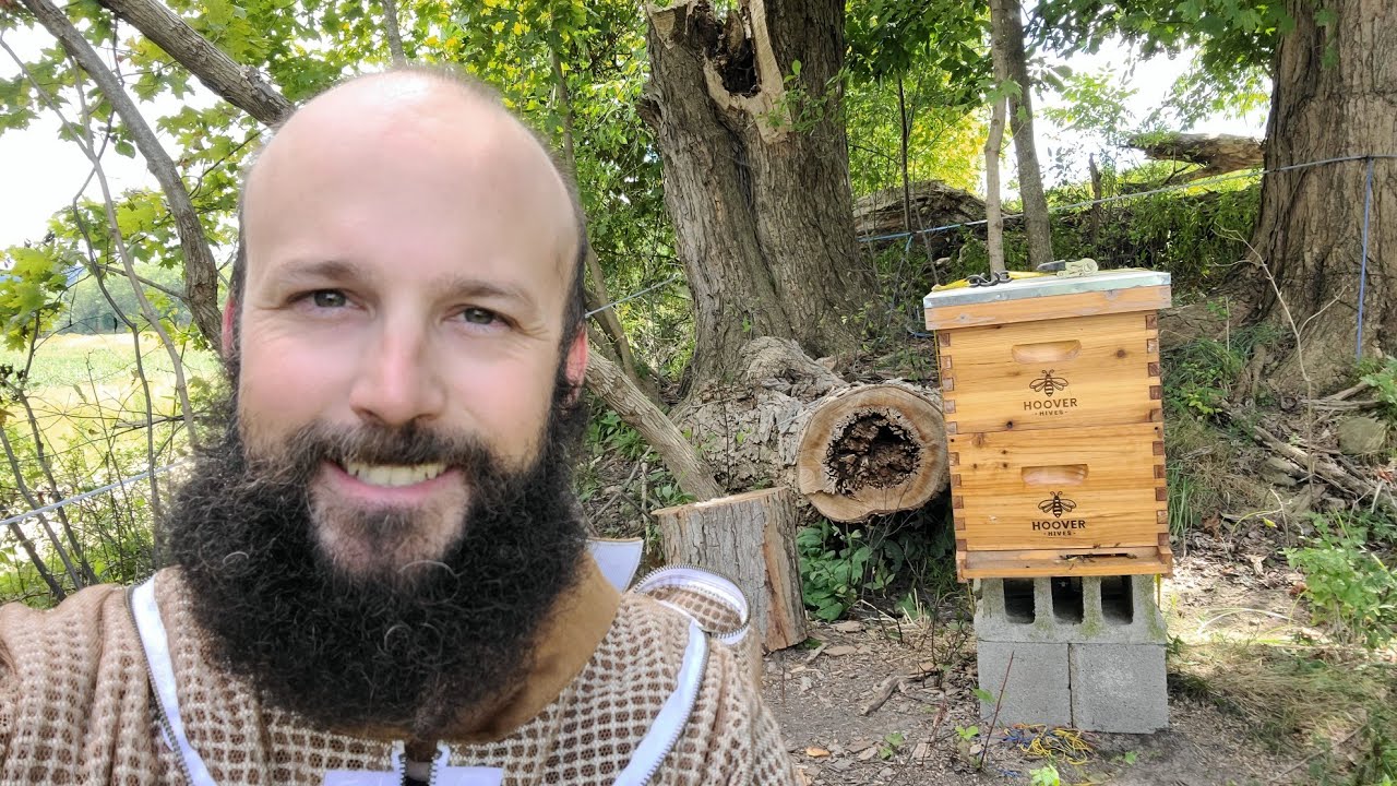 Removing Honey Bees From A Tree. It Only Took Two Tries. 