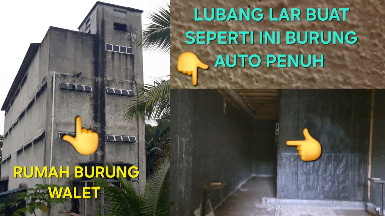 rumah burung walet || buat seperti ini lubang lar burung auto penuh ||