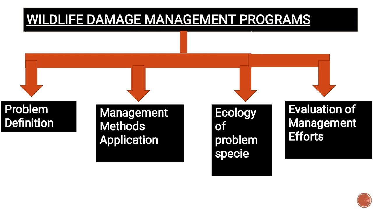 Wildlife Damage Control (Part 2) #wildlifedamagecontrol #wildlifedamagemanagement