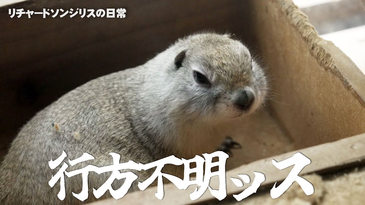 キャラ変したリス【リチャードソンジリス】