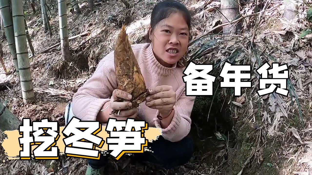 老羅上山挖些冬筍存過年吃，冬筍越來越少，山上都被挖空了【侗家老羅】