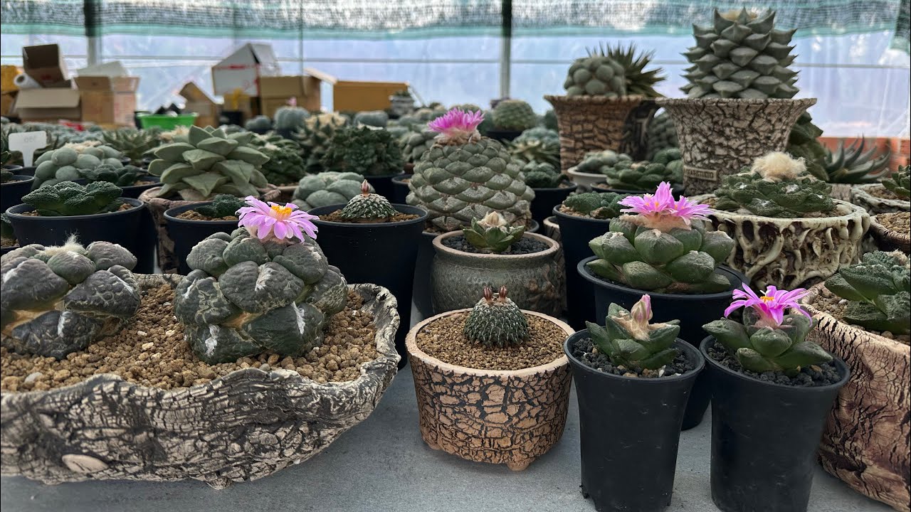 Ariocarpus Blooming Season in My Garden This Year – Walkabout in January