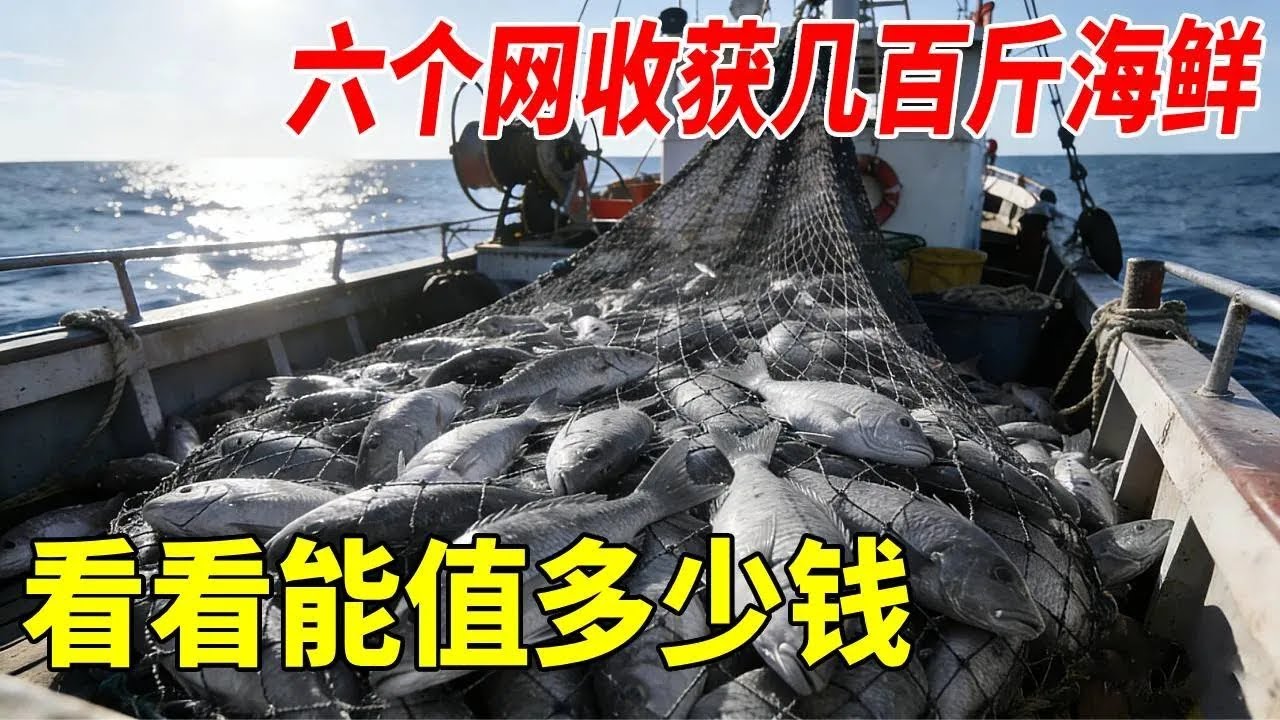全部的6个网都收完了，收获数百斤海鲜，看下最终能卖多少钱吧#赶海 #渔民生活实拍 #海鲜