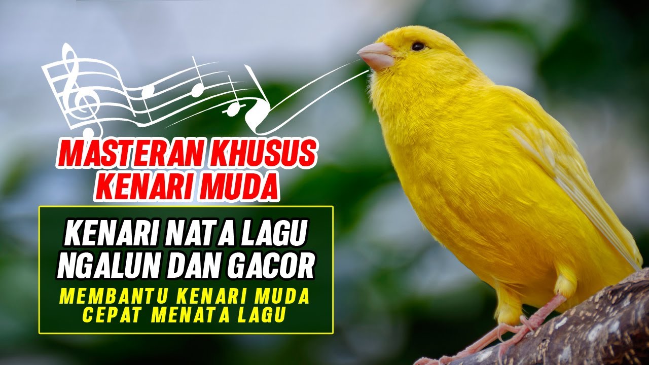 MASTERAN KHUSUS KENARI MUDA, AMPUH MEMBANTU KENARI ANAKAN GACOR MENATA LAGU