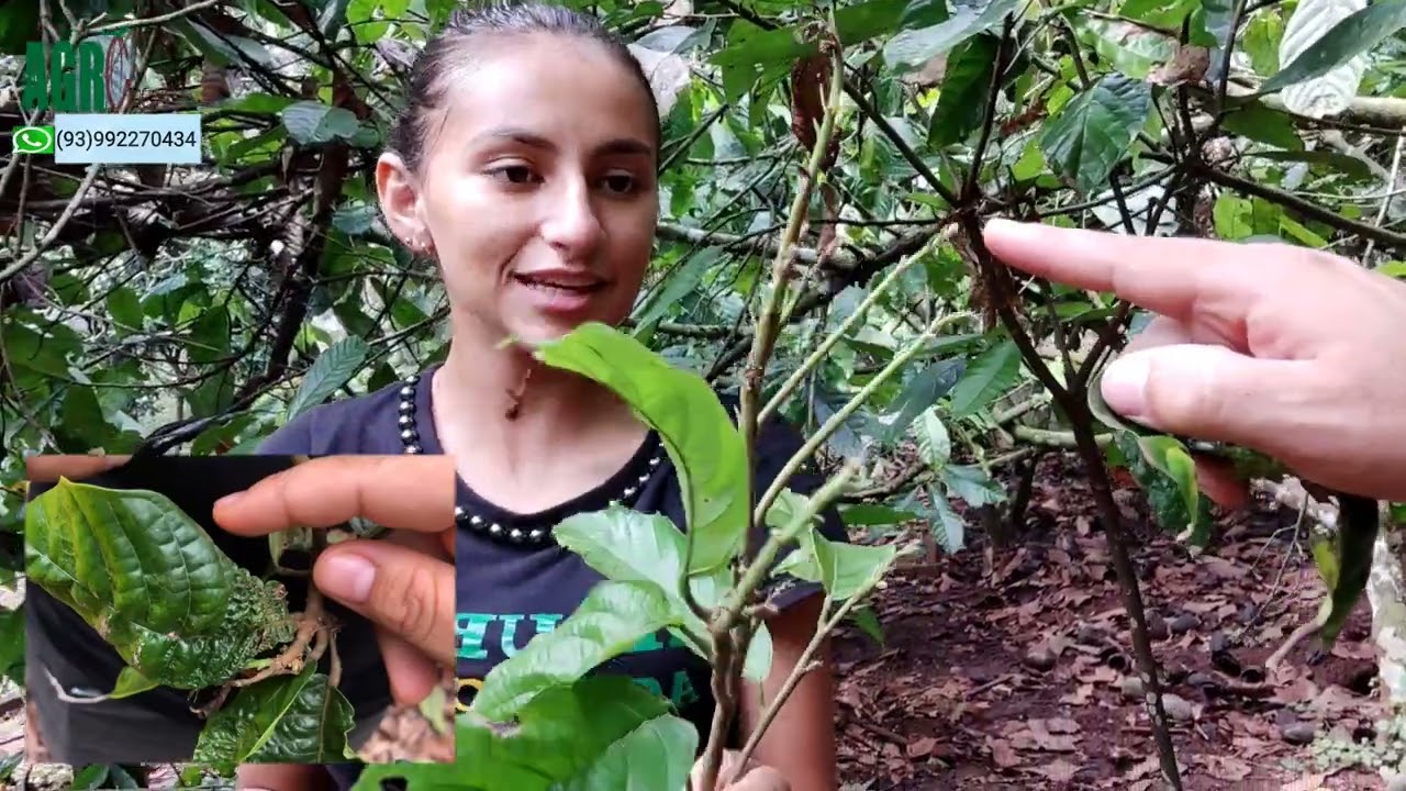 CACAU CLONAL COM ÁCARO DA GEMA