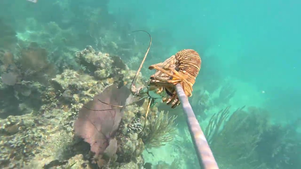 Spearfishing & Snorkeling in Belize