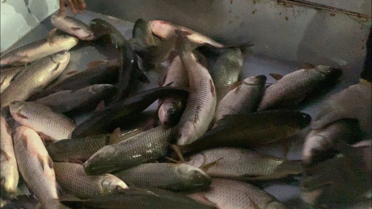wow big big size Roifish selling live skills by expert fish seller in Bangladesh 
