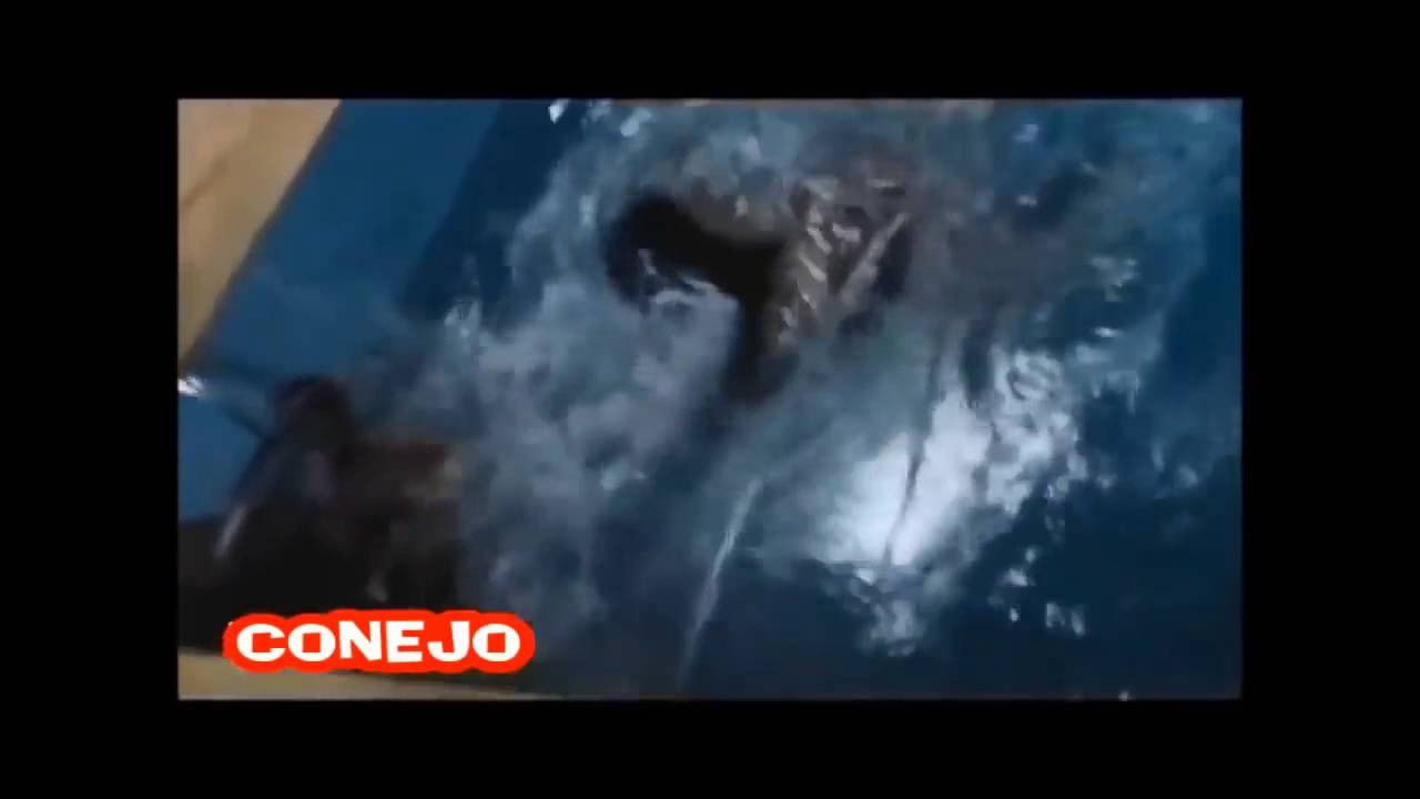 CAIDAS DE GORDOS GRACIOSAS NO PODRAS PARAR DE REIRSI TE RIES PIERDES