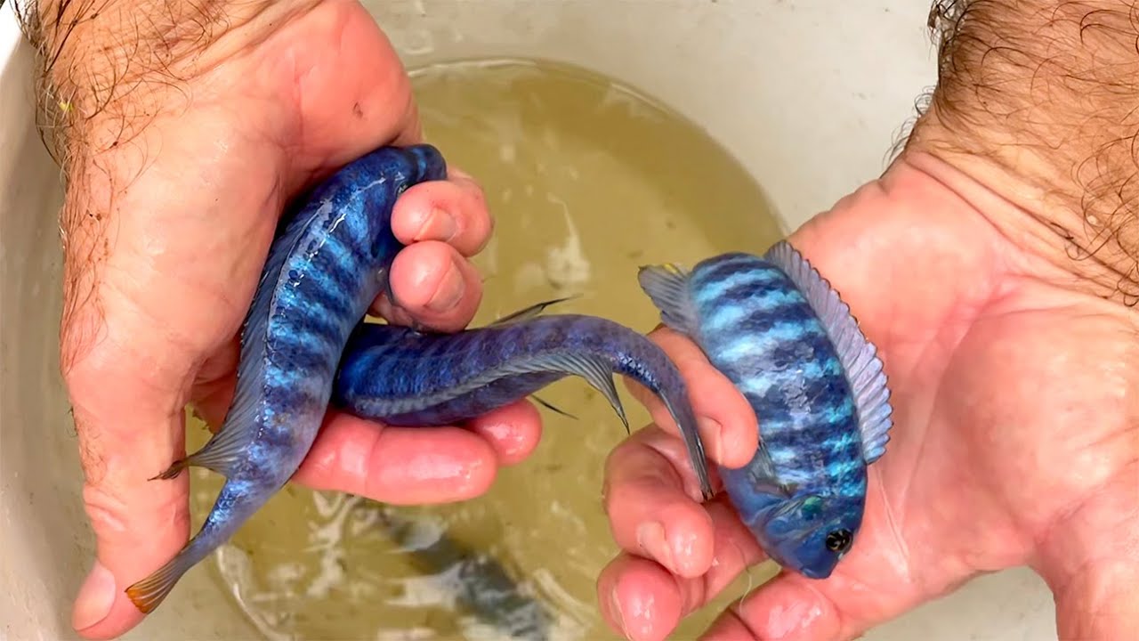 Breeder Selection | Labeotropheus trewavasae | Tropical Fish Hatchery