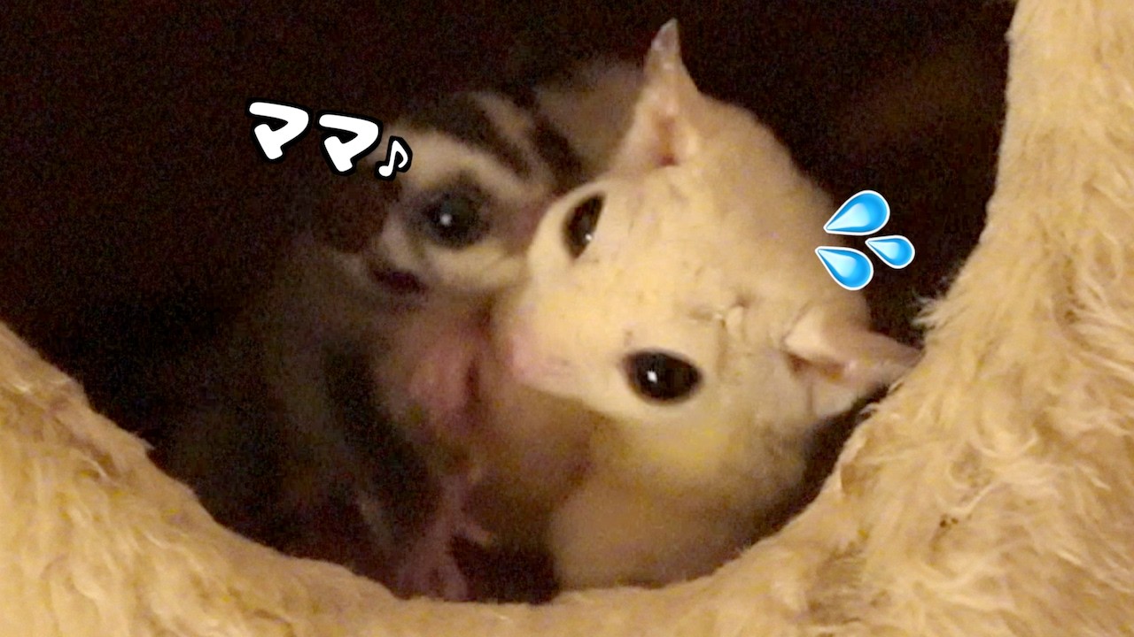 フクロモモンガ親子の部屋んぽ大暴走！