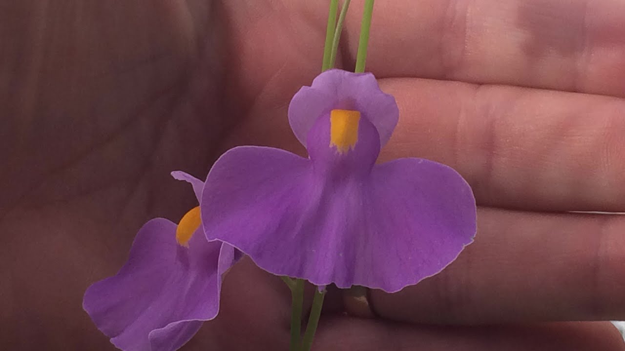 Yikes! I have a Purple Bladder Wort/ Utricularia longifolia Carnivorous plantCare tips