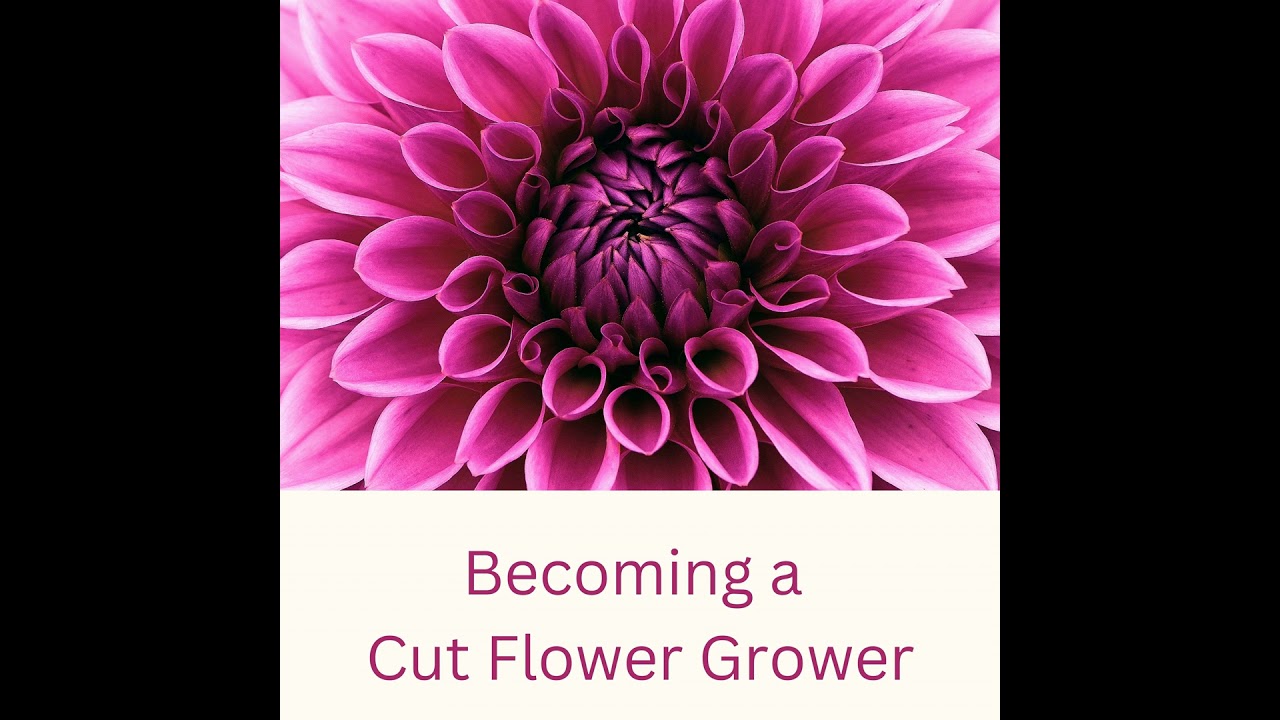 Seed Compost: Rich or Poor? War of The Roses on Valentine's Day & Disrupting the System