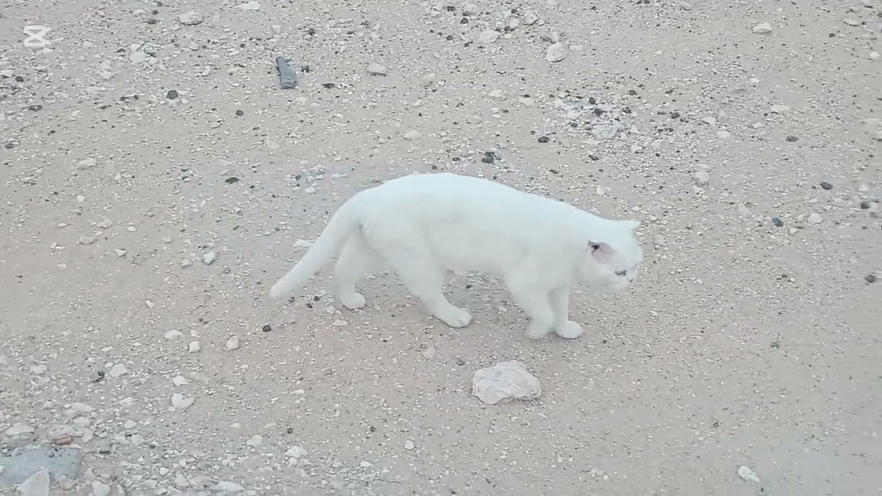 Cat wook out said #up62 #longvideo #youtoubvideo #viralvideos #vtuber #yt 