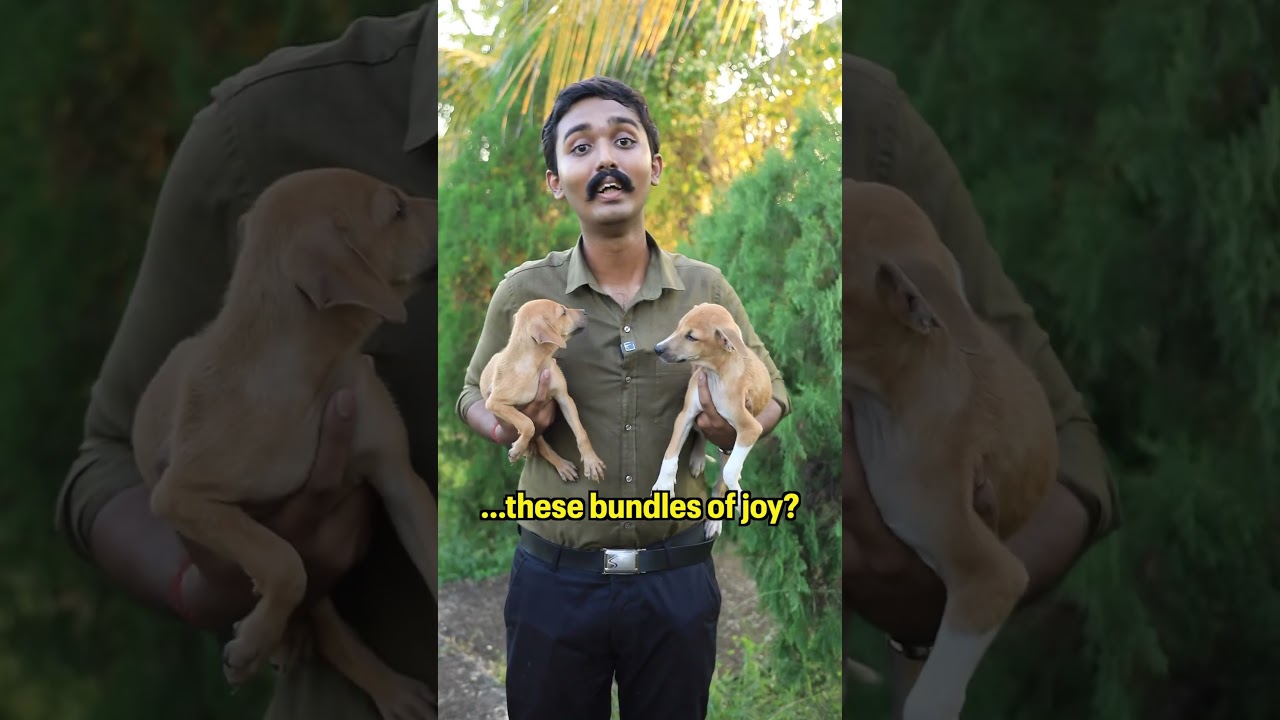 Adopt man&rsquo;s best friend! #dogs #puppies #animals #adopt #viral