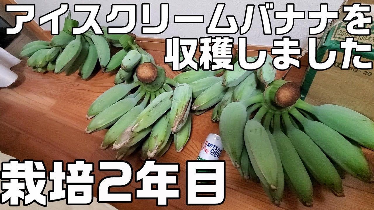 2年目露地栽培のアイスクリームバナナを収穫しました。