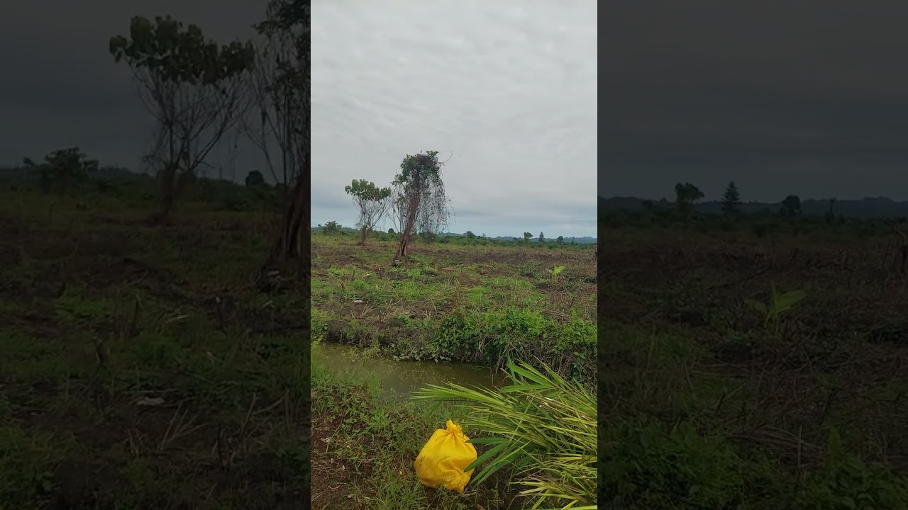 Penanaman kelapa sawit di daerah transmigrasi sulawesi tengah
