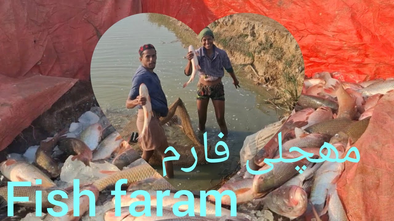 مھچلی فارم کے بارے میں ایک بہترین ویڈیو 