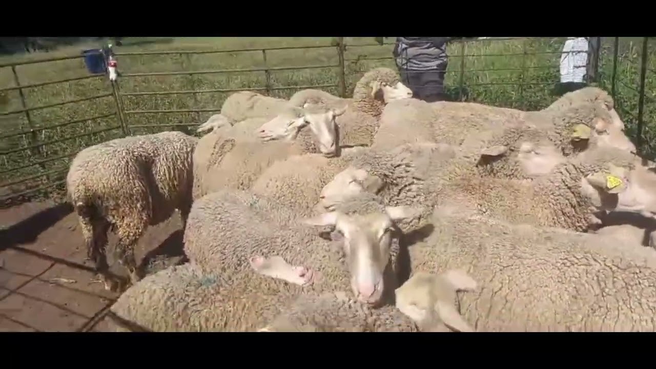 Pasando las ovejas paridas por la bañera