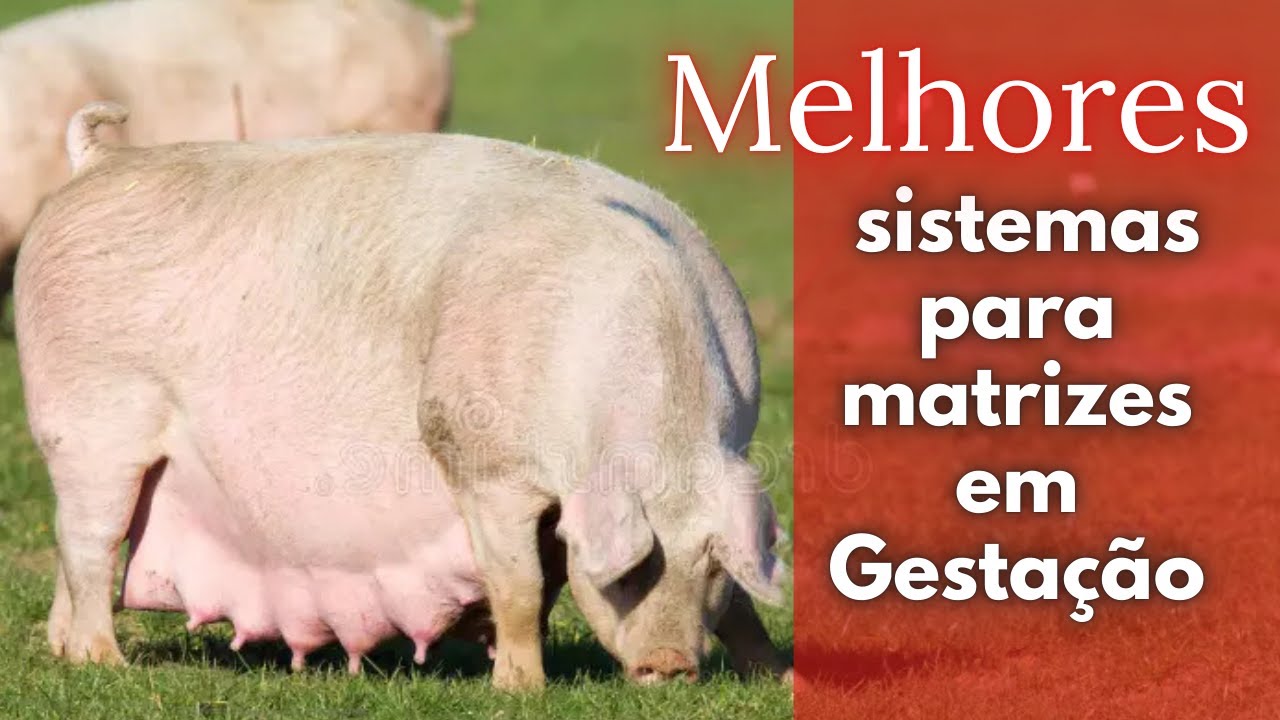 VOCÊ ESTÁ ERRANDO NA GESTAÇÃO DOS SUÍNOS? Veja as IDEAIS de baias e sistemas mais usados no sítio