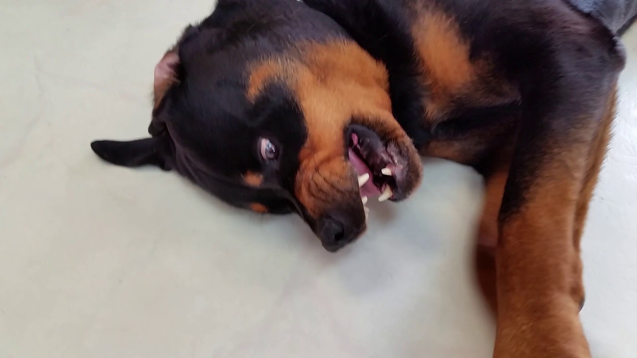 My smart rottweiler....HOSAM  LAHOUD