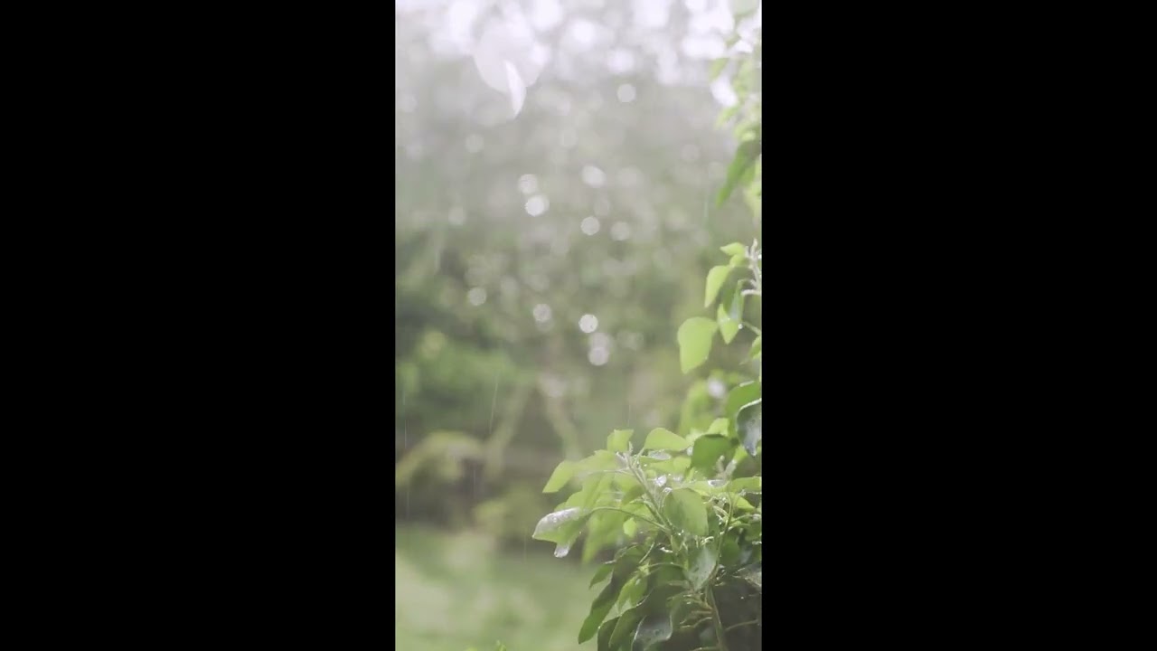 ASMR Rain Sounds for Sleeping, Studying, relaxing, insomnia  Heavy rain sounds from Australia Garden