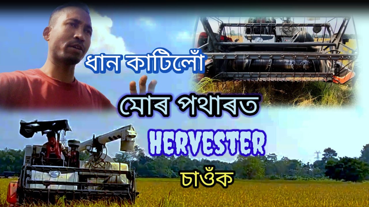 Harvester Machine ৰে ধান কাটিলোঁ || Rice Harvesting Time in Assam