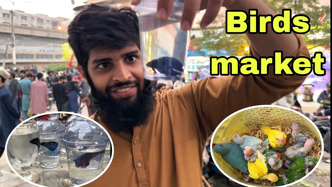 Karachi Ki Sab say Bari birds and pets market laluket 