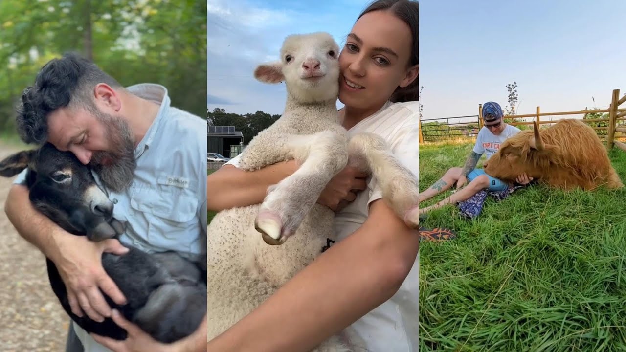 farm animals#animals #lovestory #cute #rescue #pets #farmanimals #love #farmlife #funny