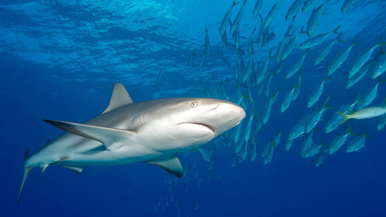 Sharks Part 1: Tips for Photographing Sharks at Tiger Beach by David Heidemann