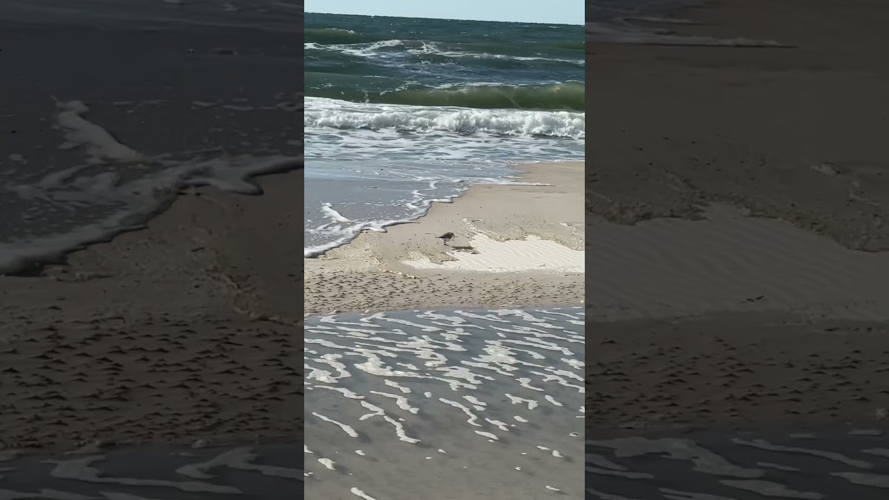 Sanderling - Cape San Blas