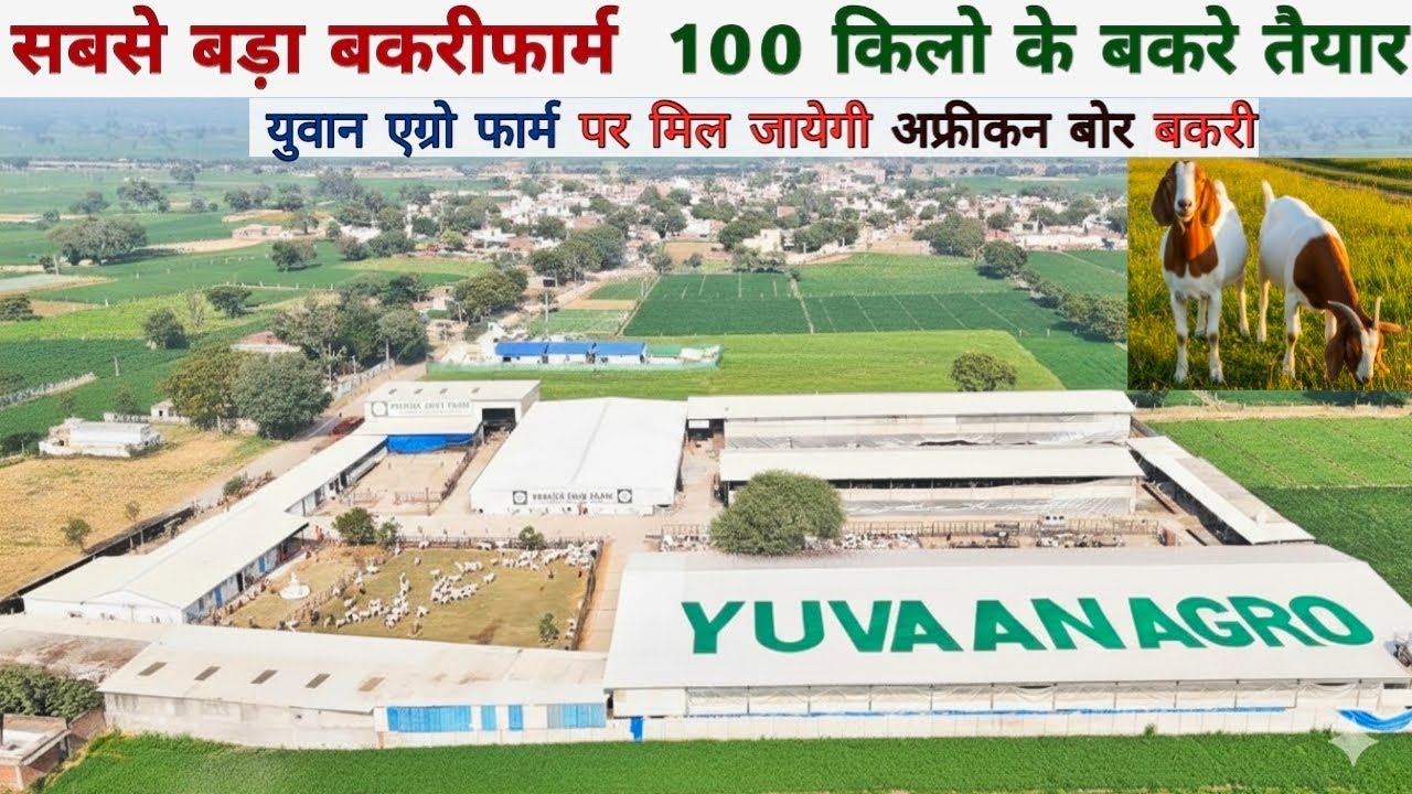 सबसे बड़ा बकरीफार्म युवान एग्रो बकरीफार्म। यहाँ मिल जाएंगे 100kg के बकरे, और African Boar bakri.