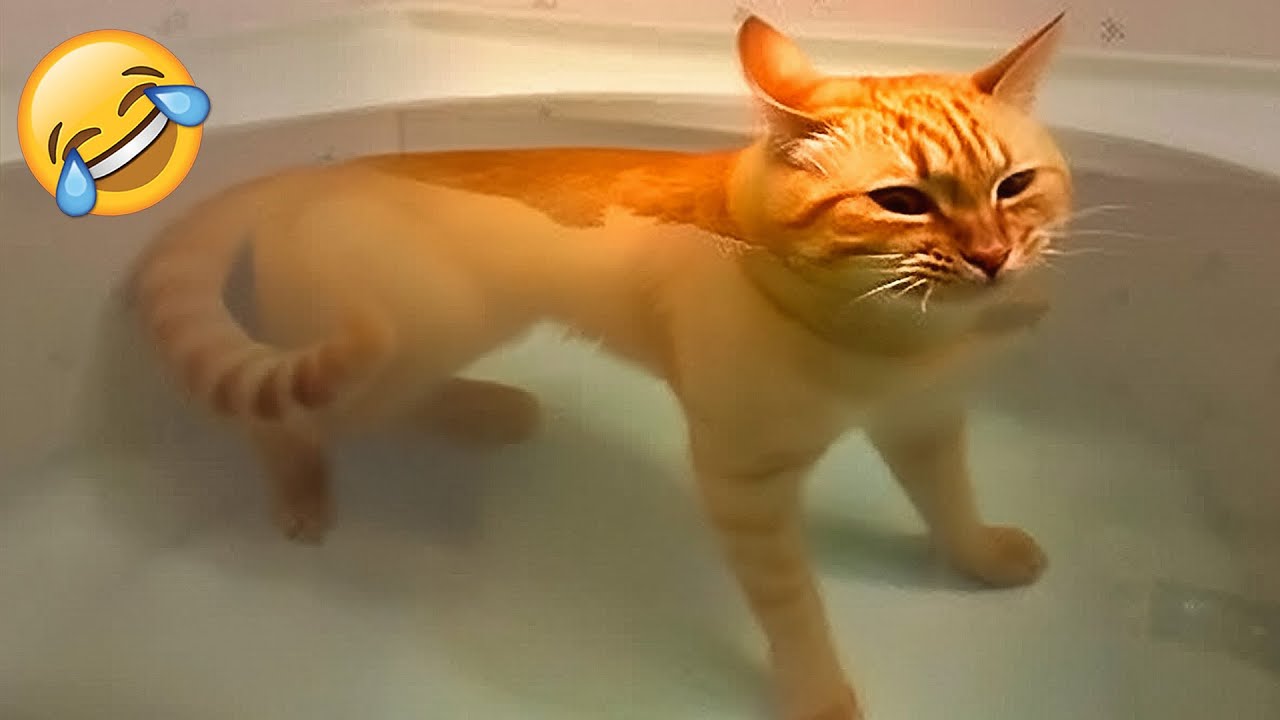 Смешные Видео с Котами и Собаками 2024 😂 Самые Забавные Животные 😂 Попробуй Не Засмеяться ЧАСТЬ 32