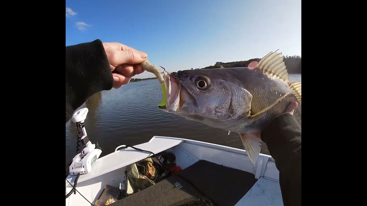 Fishing for mulloway / jewfish on the hunter river