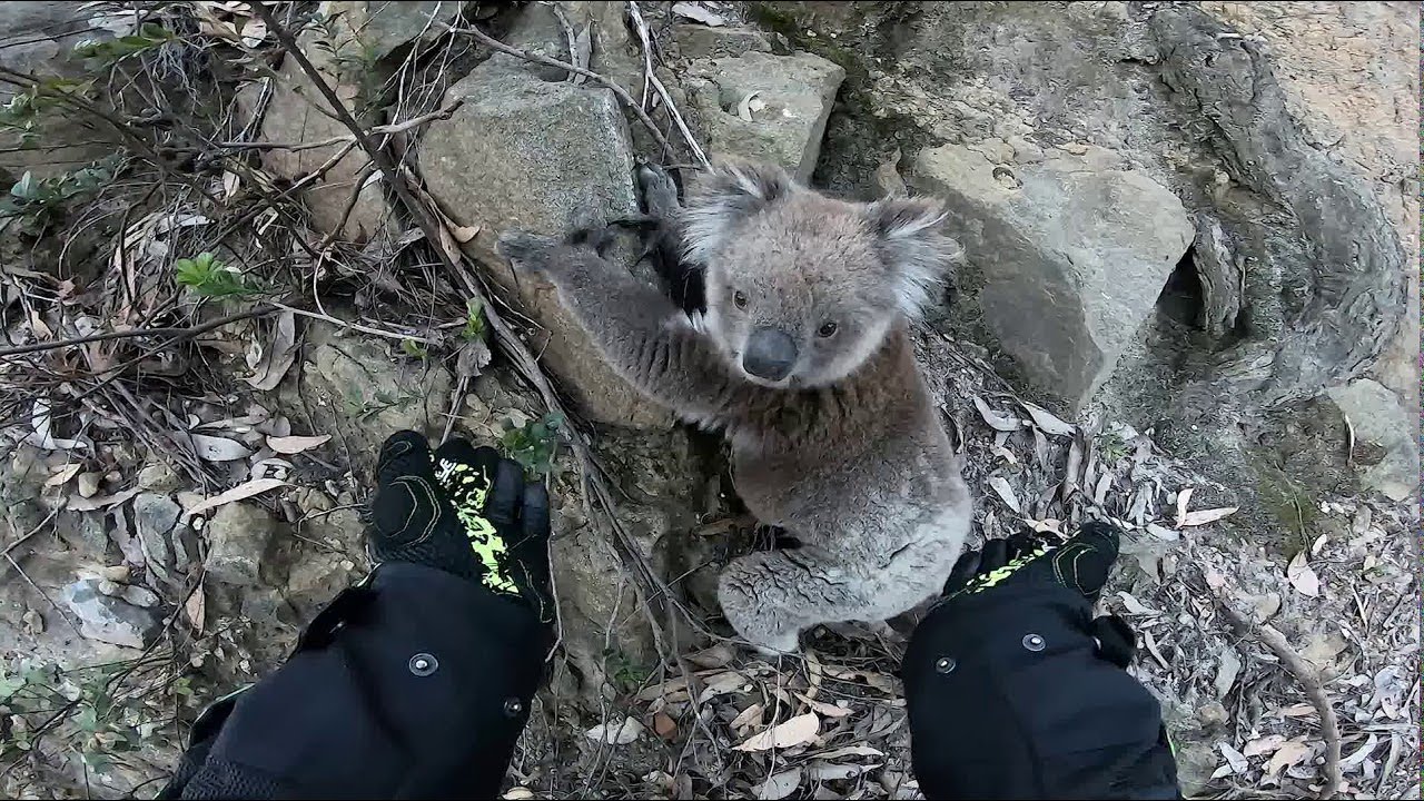 Helping a Cute Koala on its Climb || ViralHog
