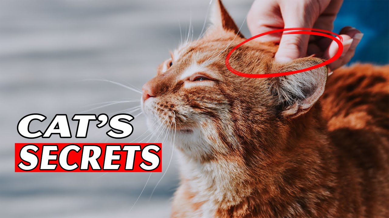 Cats!!! The little things that make everything better