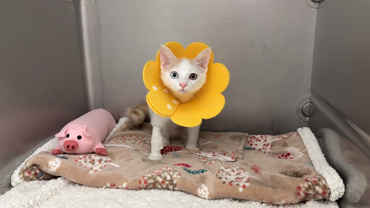 保護した子猫が手術のため入院することになりました。