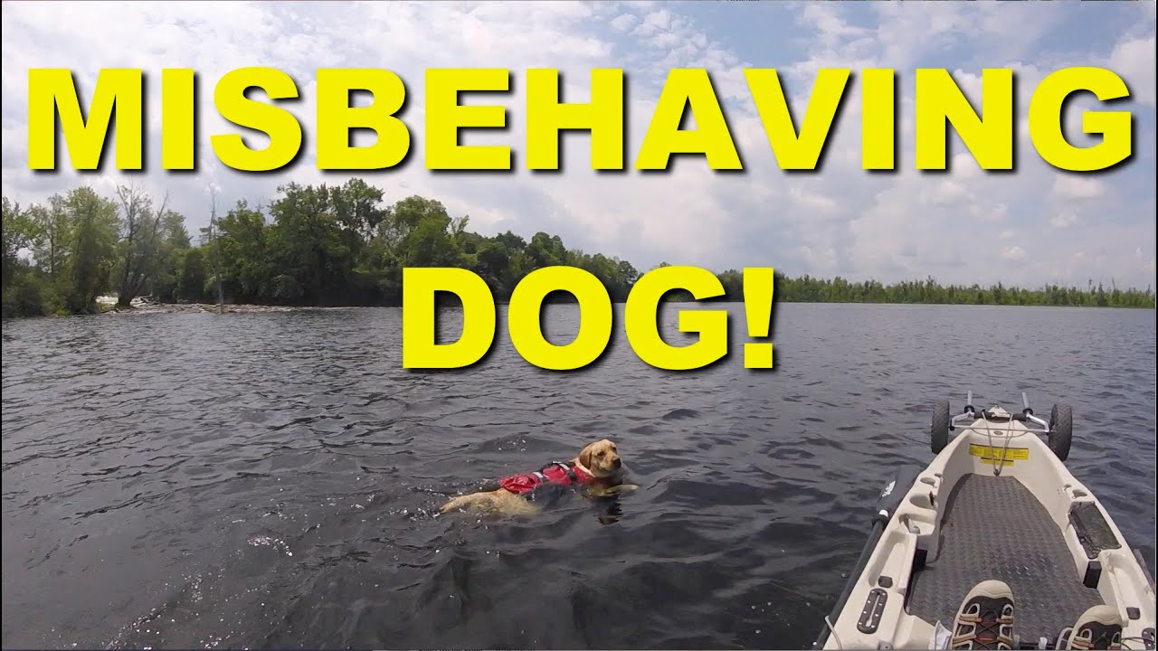 Kayak Fishing with a Misbehaving Dog