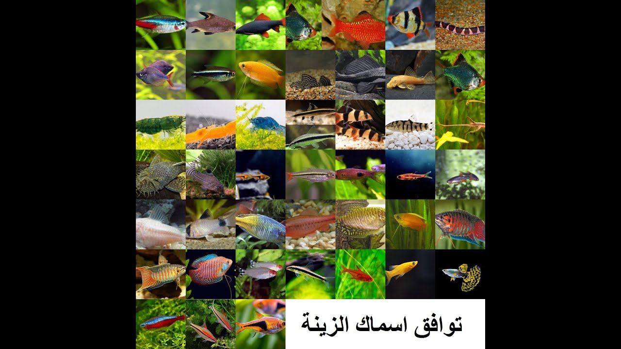 توافق الاسماك المسالمة