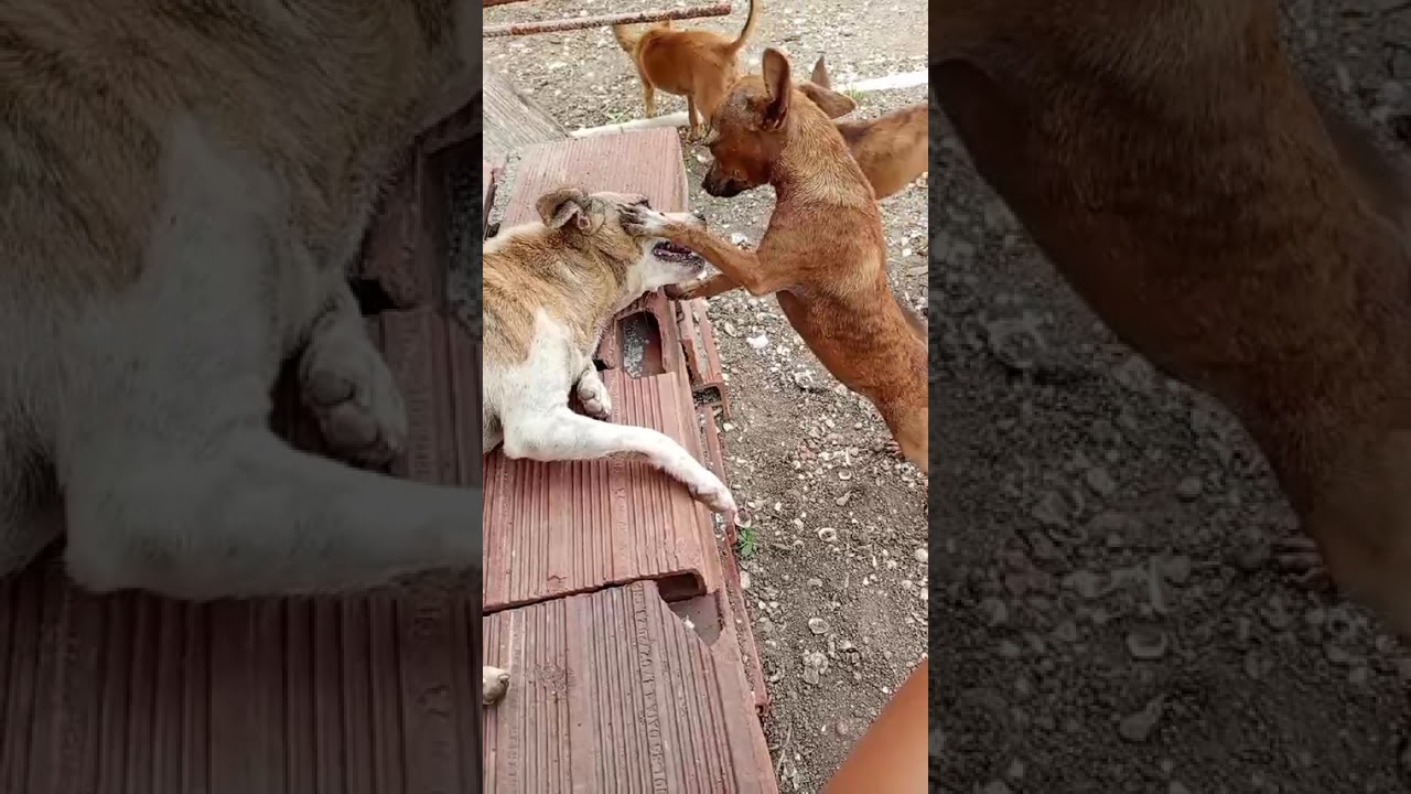 Meu vlog diário #donadecasa #donadecasablogueira #arrumandoacasa 