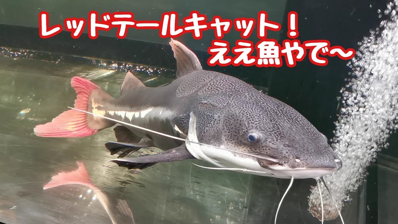 【最強ナマズ】アマゾンの主！レッドテールキャットの紹介！