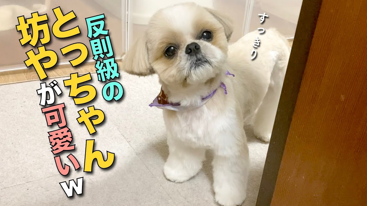 【トリミング】反則級のとっちゃん坊やが可愛い！www【415】
