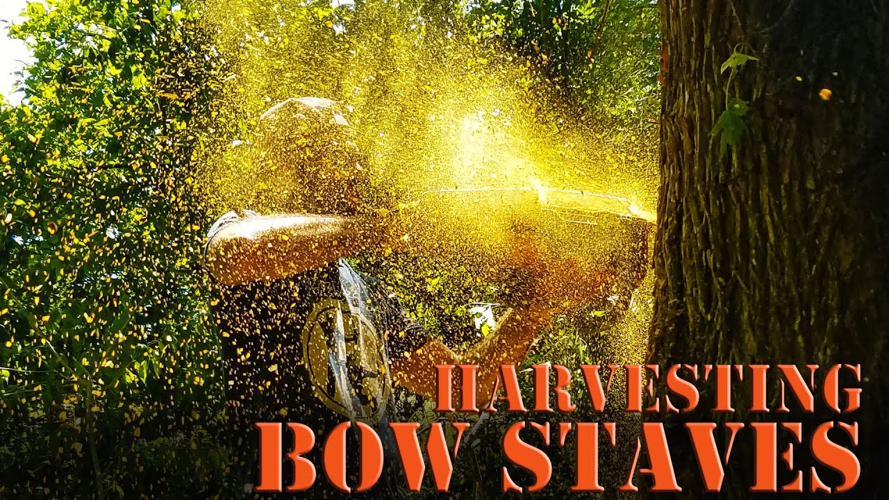 Harvesting Osage Selfbow Staves with Bear Grylls wannabe!