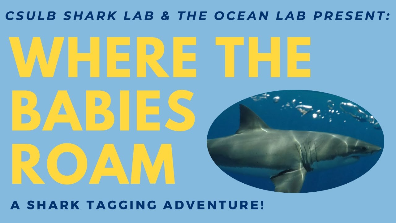 Where the Babies Roam: A Shark Tagging Adventure! – High School