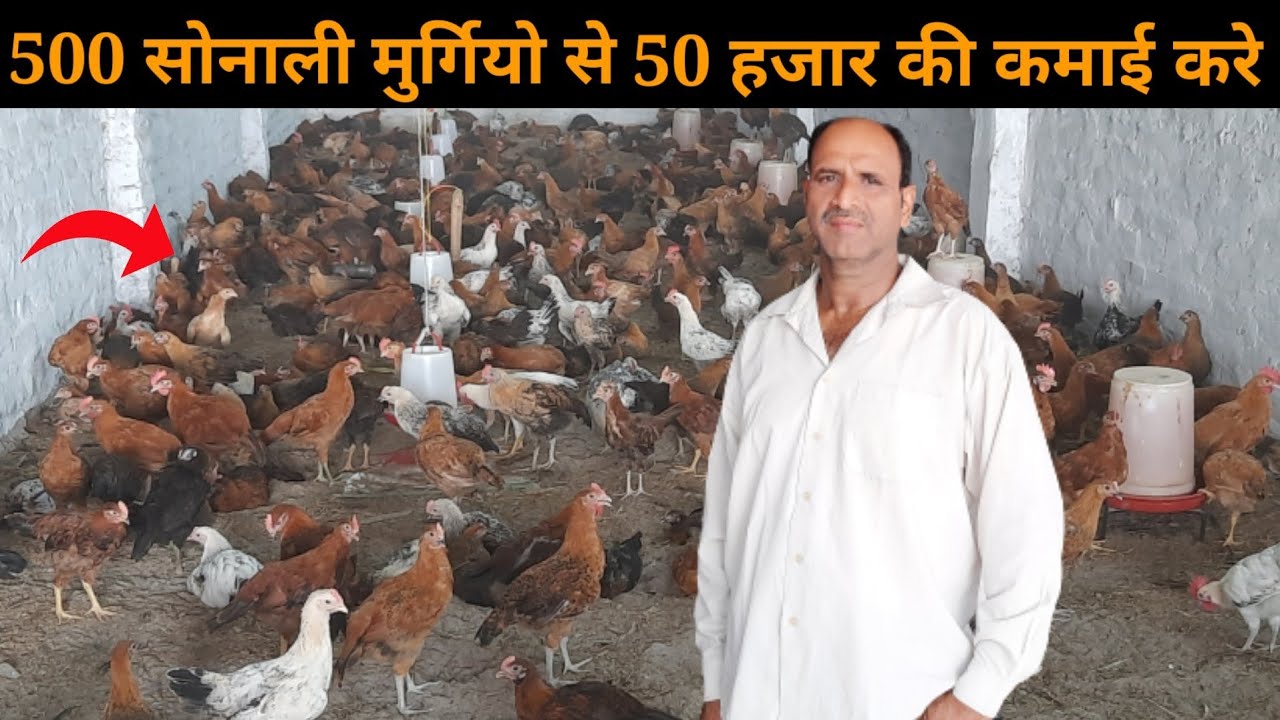 500 देशी मुर्गी को 70 दिन में तयार कर के कमाया 50 हजार से ज्यादा #deshimurgipalan #sonalimurgi