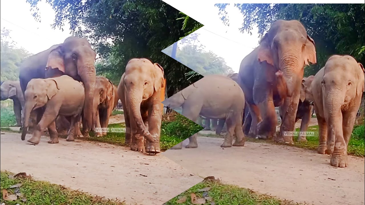 1 February 2026 #assam #animals 