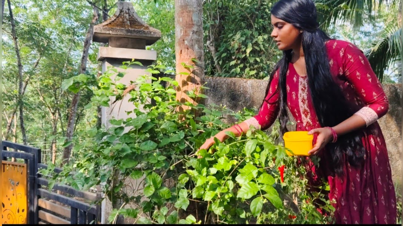 ✨💁#இன்னைக்கு நம்ம வீட்டு தோட்டம் பாக்கலாமா/#chicken priyani #chicken fry