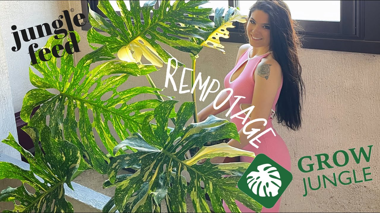 GIGANTESQUE Monstera Thaï Constellation de chez Grow Jungle: Rempotage avec Jungle Feed