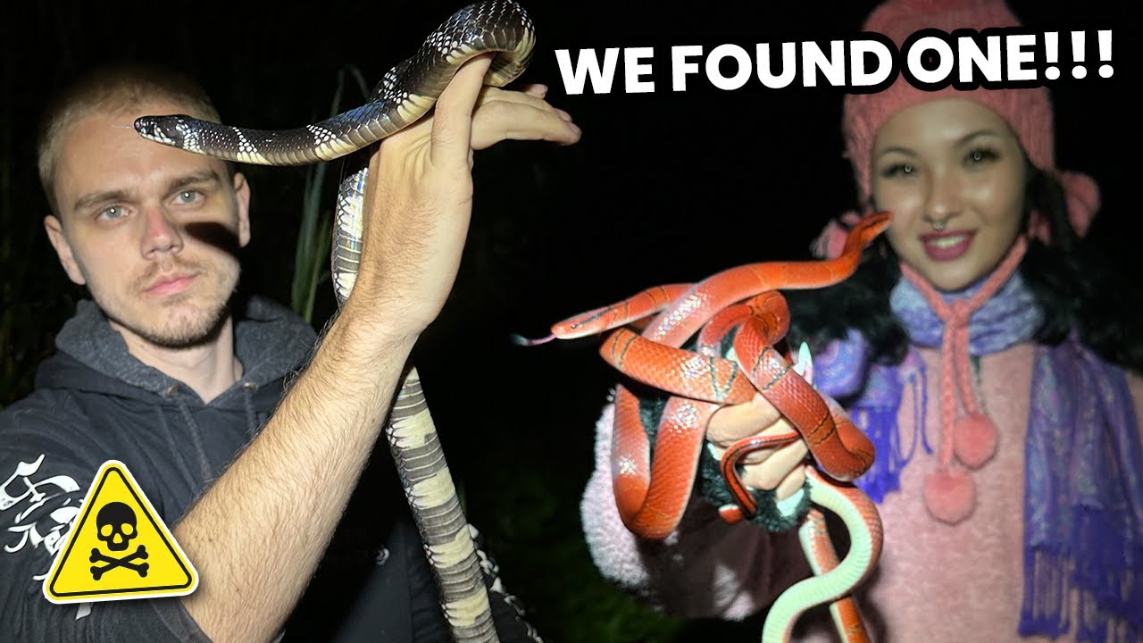 WORLD'S RAREST KRAIT! Extremely venomous & beautiful!